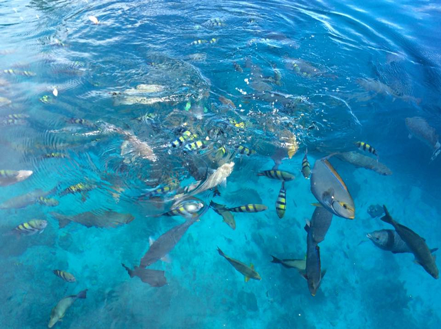 Liburan Murah ke Raja Ampat, Mau? (45178)