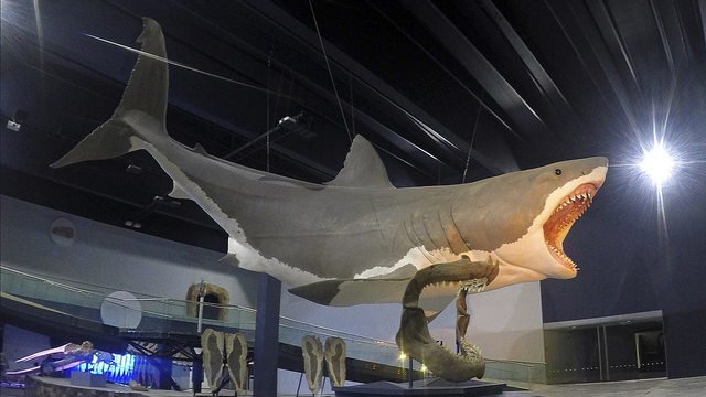 Ilustrasi hiu purba megalodon di Museum of Evolution di Puebla, Meksiko. Foto: Sergiodlarosa via Wikimedia Commons (CC BY-SA 4.0)
