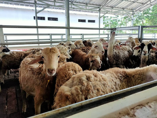 Sambut Tebar Hewan Kurban, DD FARM Siap Hadirkan Hewan Berkualitas Se Lampung (13004)