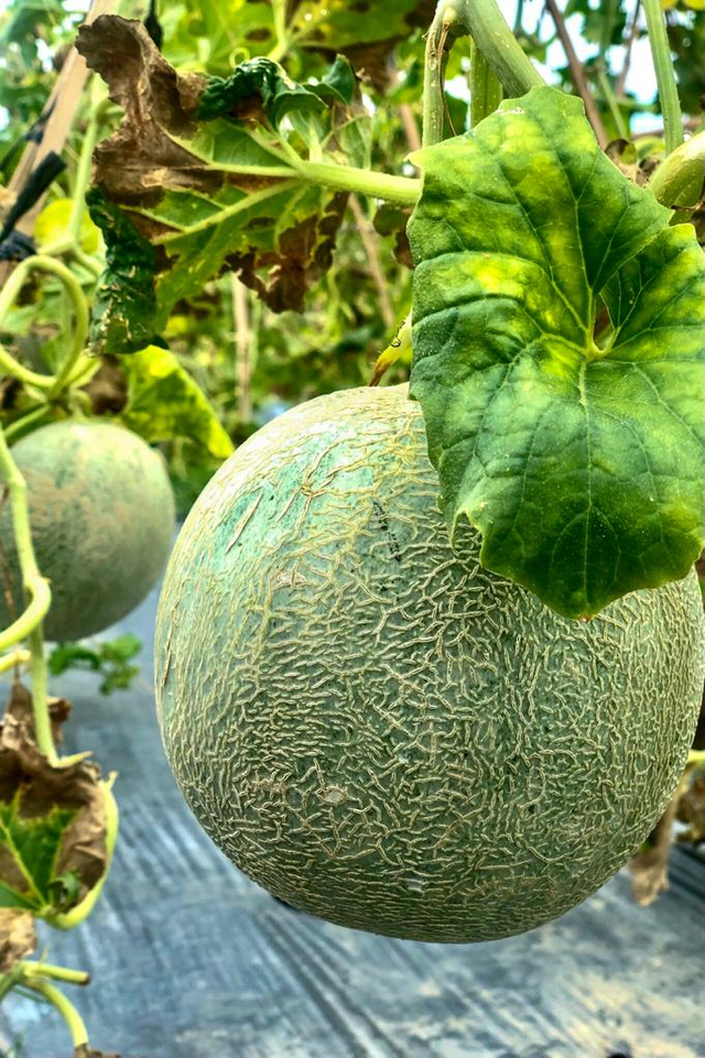 Melon di kebun agrowisata. Foto: Suparta/acehkini