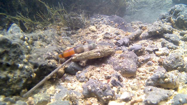 Ikan Gobii jenis Sicyopus Zosterophorus Red Murble yang ditemukan di salah satu sungai di Kabupaten Banggai, Sulteng. Foto: Dok. Abdul Gani