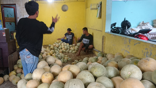 Boging (berdiri) bersama 2 temannya sedang memilah melon. Foto: Widi Erha Pradana