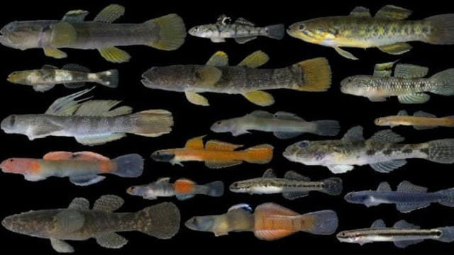 Famili Ikan Gobi di Dunia. Foto: Istimewa