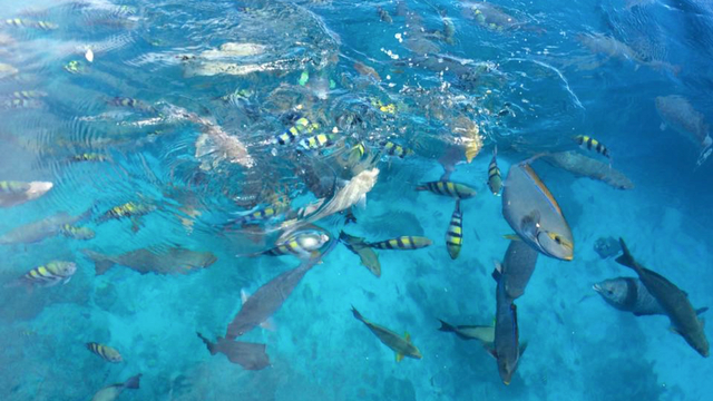 Ikan jinak yang mudah ditemui di perairan Raja Ampat yang dapat langsug dilihat dengan mata telanjang. (BumiPapua.com/Katharina)