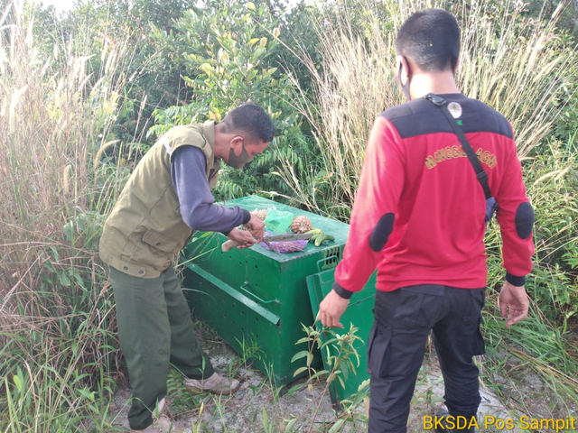 Dua petugas BKSDA Pos Jaga Sampit saat memasang perangkap beruang beberapa waktu lalu. (FOTO: Dokumen BKSDA).