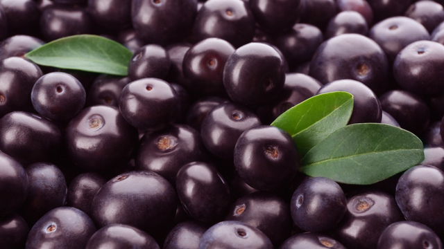 Manfaat Acai Berry untuk Ibu Hamil  Foto: Shutterstock