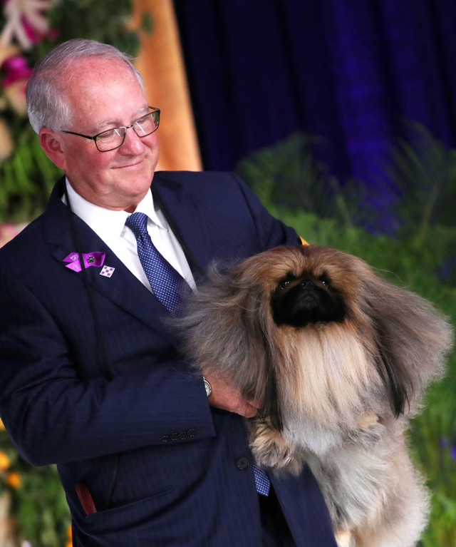 Wasabi, bersama pemilik dan pawangnya David Fitzpatrick, di Westminster Kennel Club Dog Show ke-145 di New York City, AS, Senin (14/6). Foto: Mike Segar/REUTERS