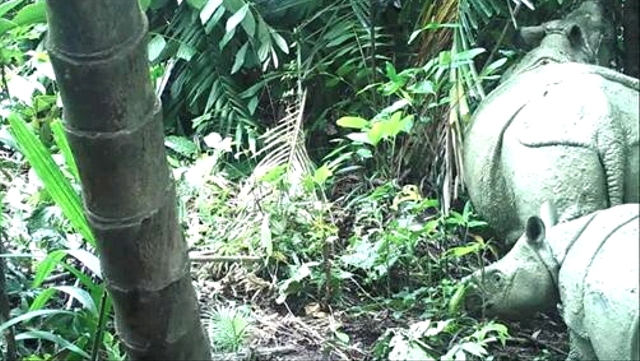 Foto: Melihat Penampakan Anak Badak Jawa Terekam Kamera di Ujung Kulon (541174)
