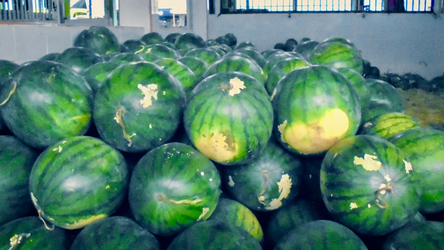 Memilih Buah Semangka Terbaik, Makanan Para Malaikat (1162720)