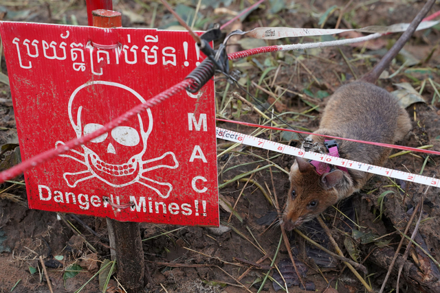 Seekor tikus pendeteksi ranjau mengendus ranjau darat di Preah Vihear, Kamboja. Foto: Cindy Liu/REUTERS