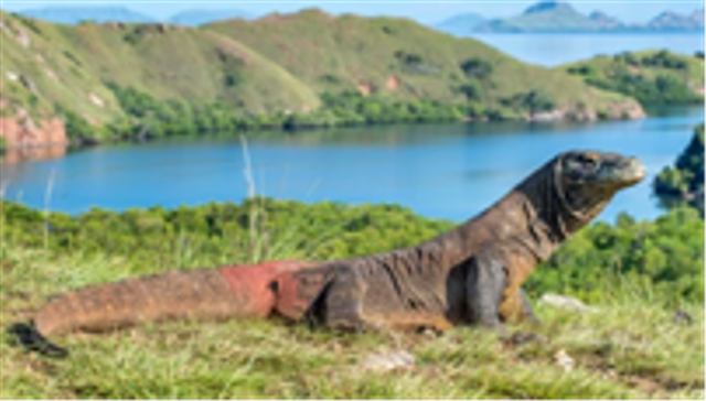 Komodo dragon. ( Varanus komodoensis ). Foto: Shutter Stock