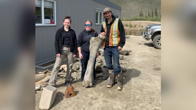 Penambang emas menemukan fosil mammoth raksasa.  Foto: Yukon Goverment