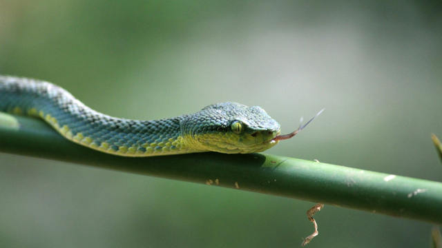 Arti Mimpi Ular Buruk Atau Baik Simak 8 Penjelasan Ahli Mimpi Ini Kumparan Com