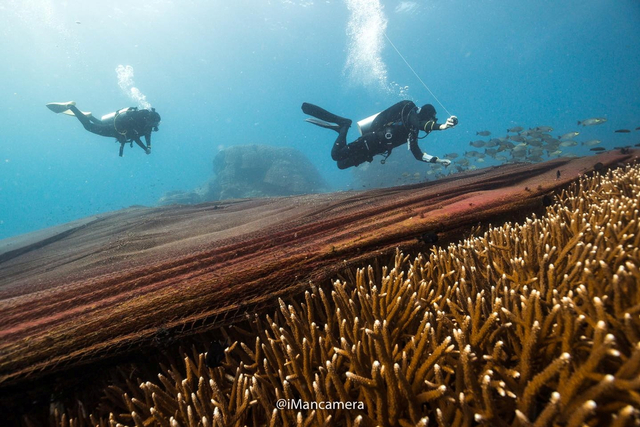 Sejumlah penyelam berenang di dekat jaring ikan besar di sisi barat laut pulau Koh Losin, Thailand. Foto: Kamera Iman/Facebook/via REUTERS