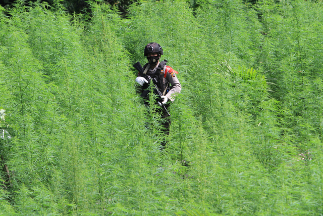 Ilustrasi ladang ganja  Foto: Syifa Yulinnas/ANTARA FOTO