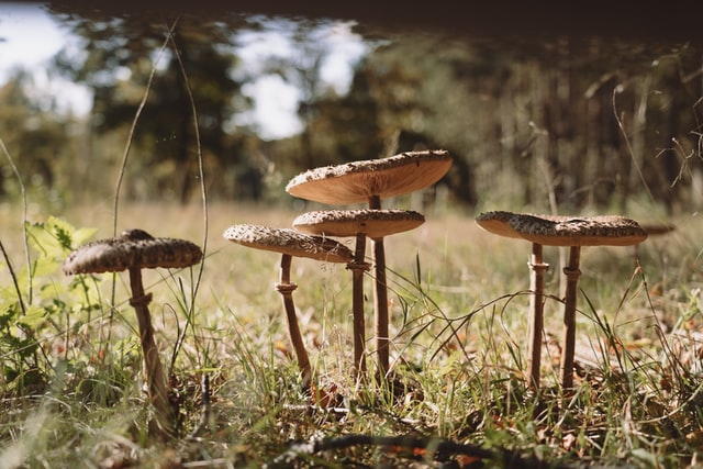 Ilustrasi fungi. Foto: Auke Bakker via Unsplash