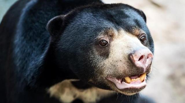 Beruang madu. Foto: Istockphoto/Appfind