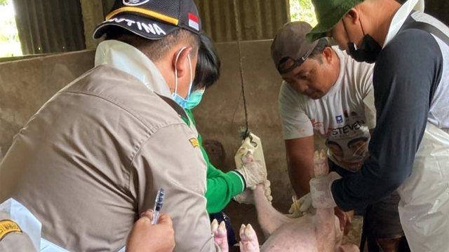 Pemberian vaksin untuk ternak babi di Sulawesi Utara