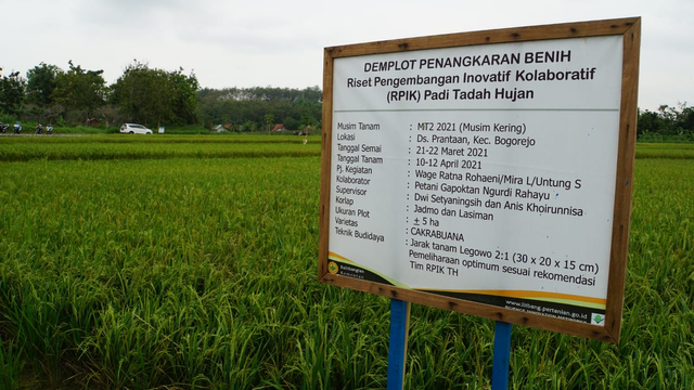 Kementan Apresiasi Keberhasilan Riset Pengembangan Padi di Blora (269399)