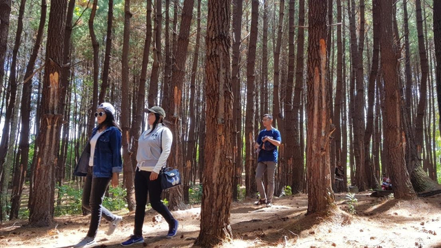 Masyarakat Kabupaten Banggai, Sulteng, saat mengunjungi Hutan Pinus di Desa Salodik, Kecamatan Luwuk Utara, Kabupaten Banggai, Sulteng. Foto: Alisan/PaluPoso