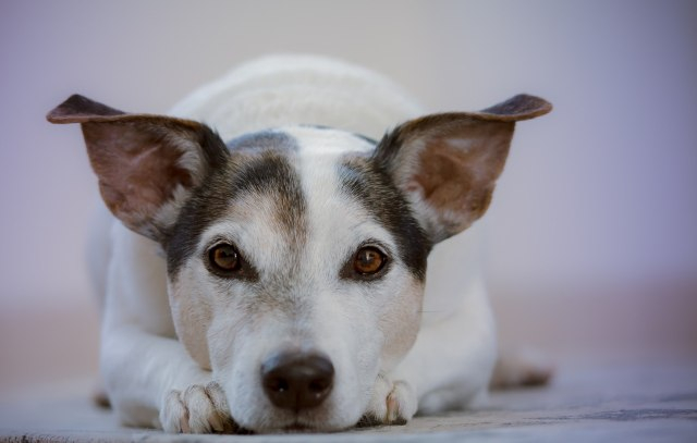 Ilustrasi anjing. Foto: Ylanite Koppens from Pixabay