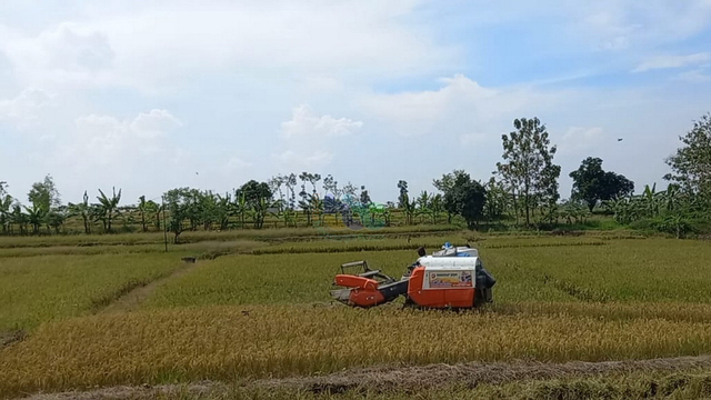 Petani di Dander, Bojonegoro, Keluhkan Anjloknya Harga Gabah (46944)