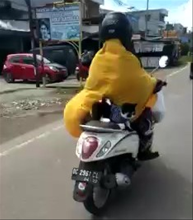 Cerita Pemilik Kucing Viral di Sulbar: Seperti Anak Sendiri, Tidur Bersama Suami (35016)