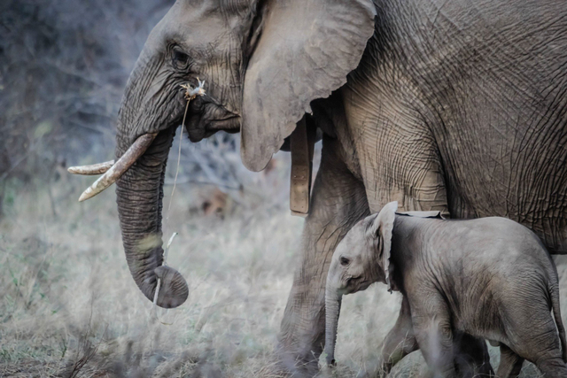 Ilustrasi : Seekor Anak Gajah bersama induknya, Foto : Pixabay.com