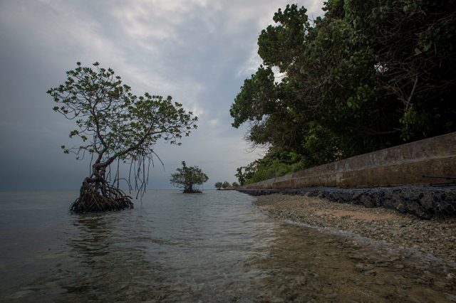 Tanggul beton berdiri dan tanaman-tanaman bakau tumbuh di pesisir Pulau Sabira, Kabupaten Kepulauan Seribu, DKI Jakarta, Minggu (20/6/2021). Foto: Aditya Pradana Putra/Antara Foto