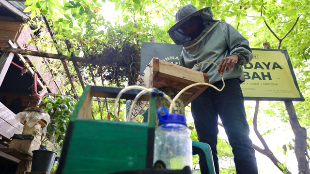 Kisah Pembudi Daya Lebah Madu Kelulut di Aceh Besar: Beromzet Rp 28 Juta Sebulan (44992)