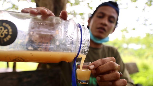 Kisah Pembudi Daya Lebah Madu Kelulut di Aceh Besar: Beromzet Rp 28 Juta Sebulan (44993)