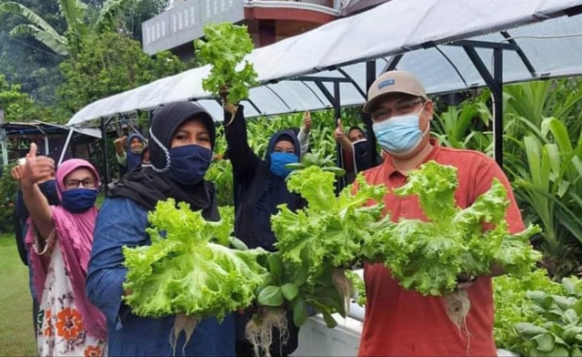 Cara Menanam Tanaman Hidroponik, Mudah untuk Pemula! (94177)