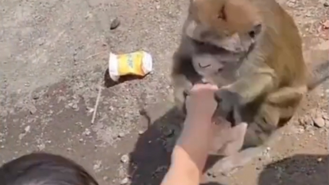 Monyet menarik lengan balita. (Foto: @manaberita/Instagram)