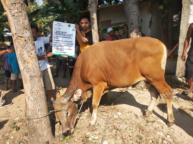 Kurban tidak sekedar perayaan semata namun sisi nilai kemanusiaan yang tinggi serta meningkatkan ekonomi pemberdayaan ternak. (Senin, 21/06/2021), Sumber Dompet Dhuafa