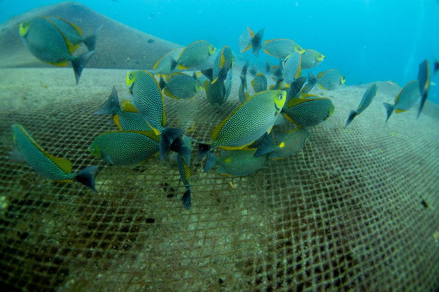 Gerombolan ikan terlihat berenang di dekat jaring ikan besar yang menutupi terumbu karang di laut pulau Koh Losin, Thailand. Foto: Jorge Silva/REUTERS