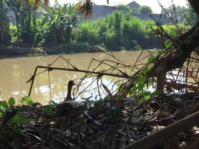 Seekor bebek digunakan sebagai umpan untuk memancing buaya agar keluar dari sungai - IST