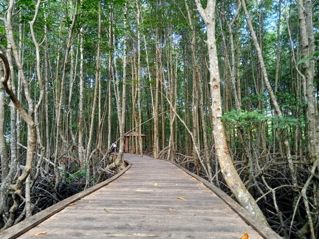 Salah satu spot di tempat wisata Mangrove Petengoran Pesawaran | Foto : Sidik Aryono/ Lampung Geh