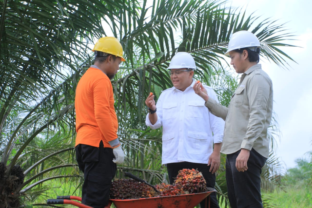 Bupati Muba, Dodi Reza Alex Noerdin, saat memeriksa kualitas buah sawit yang akan diproduksi menjadi bahan bakar nabati. (foto: istimewa)