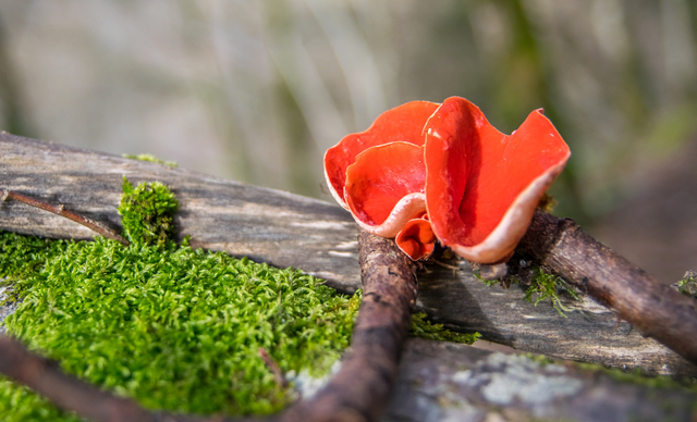 Ilustrasi salah satu anggota kingdom fungi. Foto: Weevinz/Pixabay