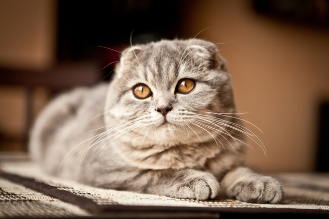 Kucing-kucing dengan Harga Selangit, Peliharaan Para Sultan 