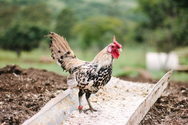 Ilustrasi ayam. Foto: unsplash