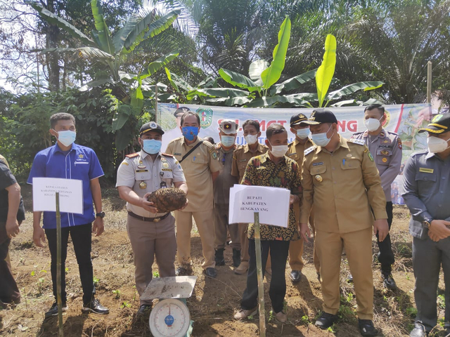 Panen perdana porang di Kabupaten bengkayang