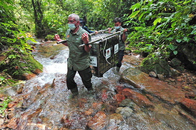 Petugas BKSDA Jambi mengangkat kandang transpor yang berisi siamang saat pelepasliaran di Taman Nasional Kerinci Seblat (TNKS), Sungai Penuh, Jambi. Foto: Wahdi Septiawan/Antara Foto