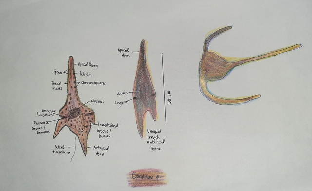 Gambar 1. Fitoplankton : Ceratium sp. Sumber : Dokumentasi Pribadi Penulis