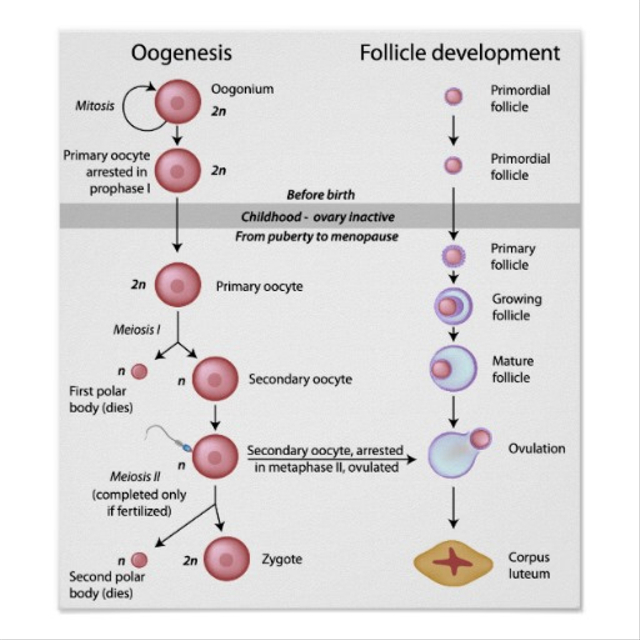 Proses Oogenesis Pembentukan Sel Pada Wanita 6238