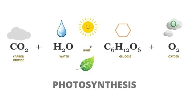 Tuliskan reaksi kimia yang terjadi pada proses fotosintesis