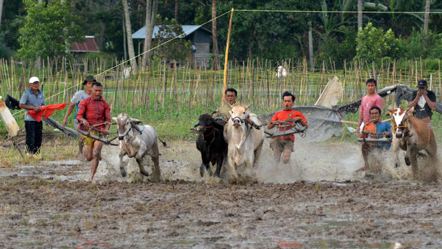 Sejumlah joki berlari bersama sapinya saat digelar lomba Pacu Jawi di Payakumbuh, Sumatera Barat, Selasa (22/6/2021). Foto: Iggoy el Fitra/ANTARA FOTO