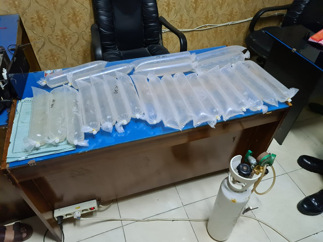 Polda Lampung Gagalkan Jual-Beli Benih Lobster Senilai Rp 1 Miliar (2)