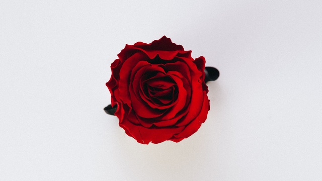Ilustrasi wanita mulia atau Ummul Mukminin. Foto: Unsplash.com/BenceBallaSchottner