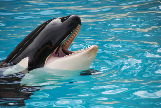 Orca, Lumba-Lumba Raksasa Si Pemakan Segala (372221)